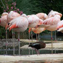 DDOS压力测试网页端